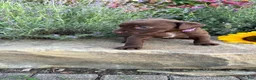 Labrador Retriever dogs for sale: Rosie - Ad 3