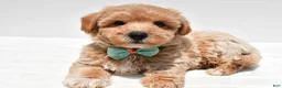 Maltipoo dogs for sale: Lincoln - Ad 1