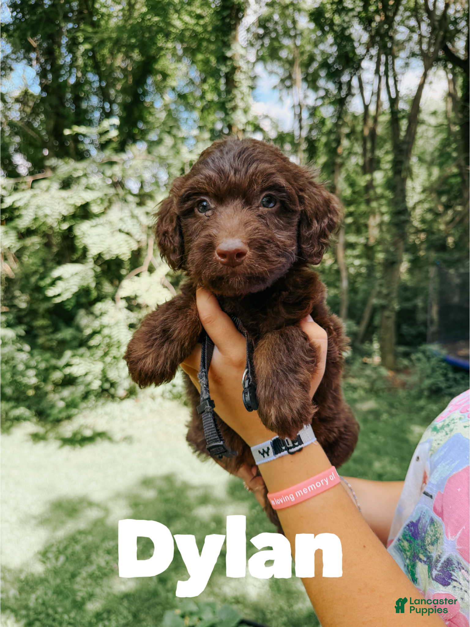 Aussiedoodle dogs Dylan  - Ad 13