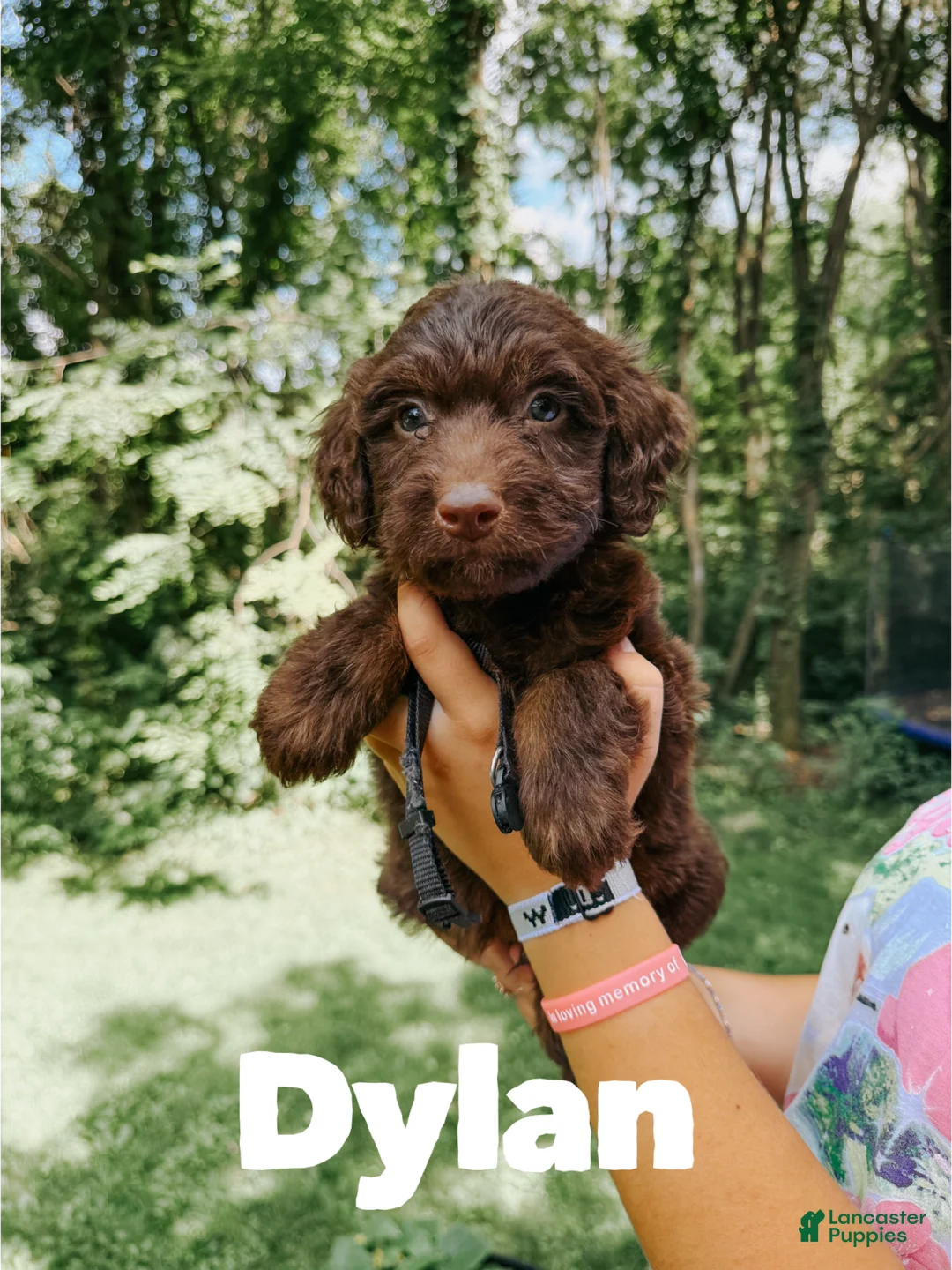 Aussiedoodle dogs for sale: Dylan  - Ad 2