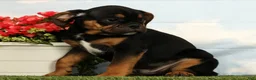 Mixed Breed dogs for sale: Lux - Ad 5