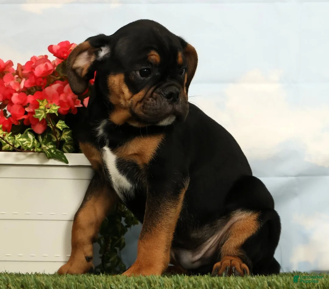 Mixed Breed dogs for sale: Lux - Ad 5