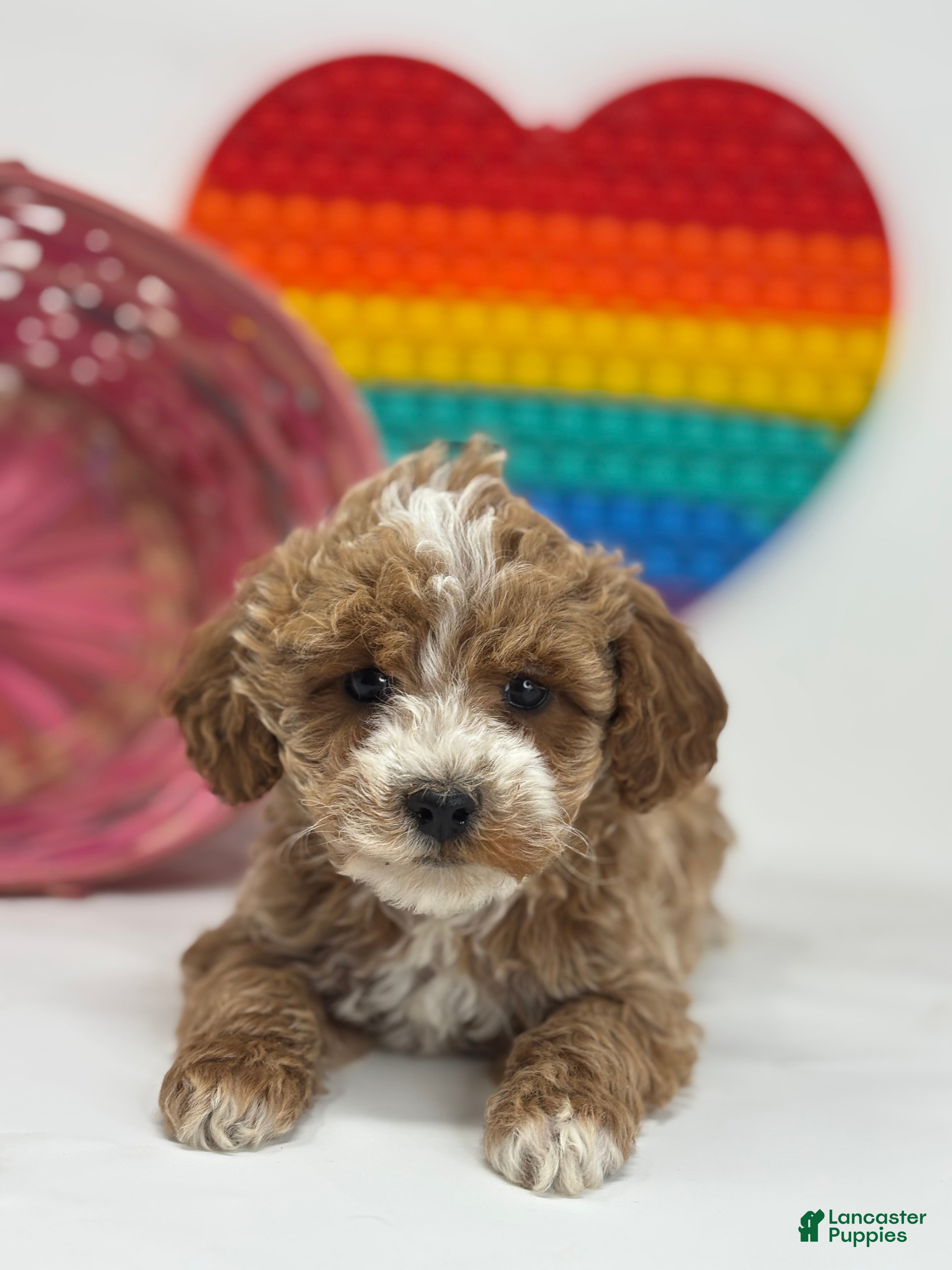 Mini Goldendoodle dogs Delilah - Ad 9