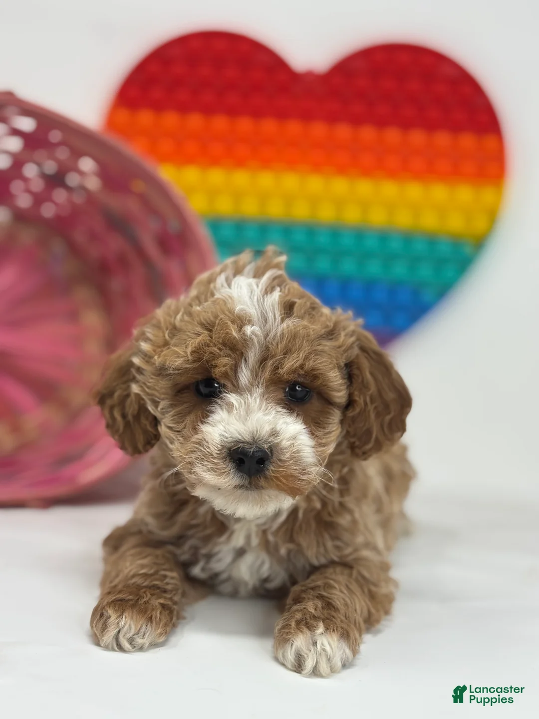 Mini Goldendoodle dogs for sale: Delilah - Ad 1