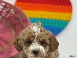 Mini Goldendoodle dogs Delilah - Ad 9