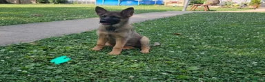 German Shepherd 8