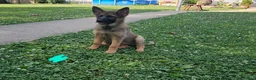 German Shepherd dogs for sale: German Shepherd 8 - Ad 1