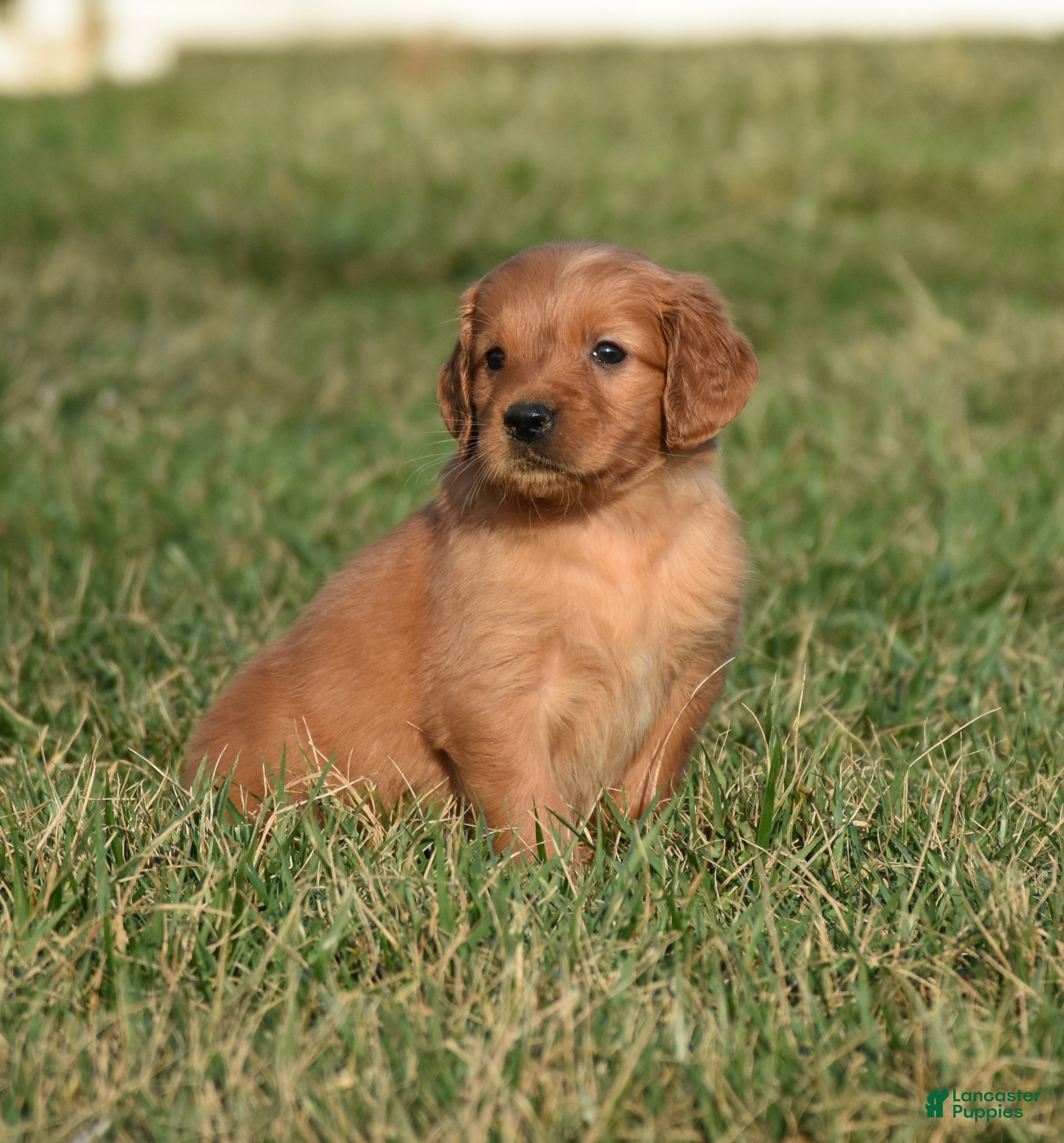 Golden Retriever dogs Princess      Genetic/OFA - Ad 1