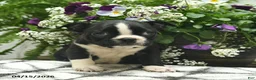 Boston Terrier dogs for sale: Mia  - Ad 4