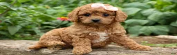 Cavapoo dogs for sale: Veronica💖 - Ad 10