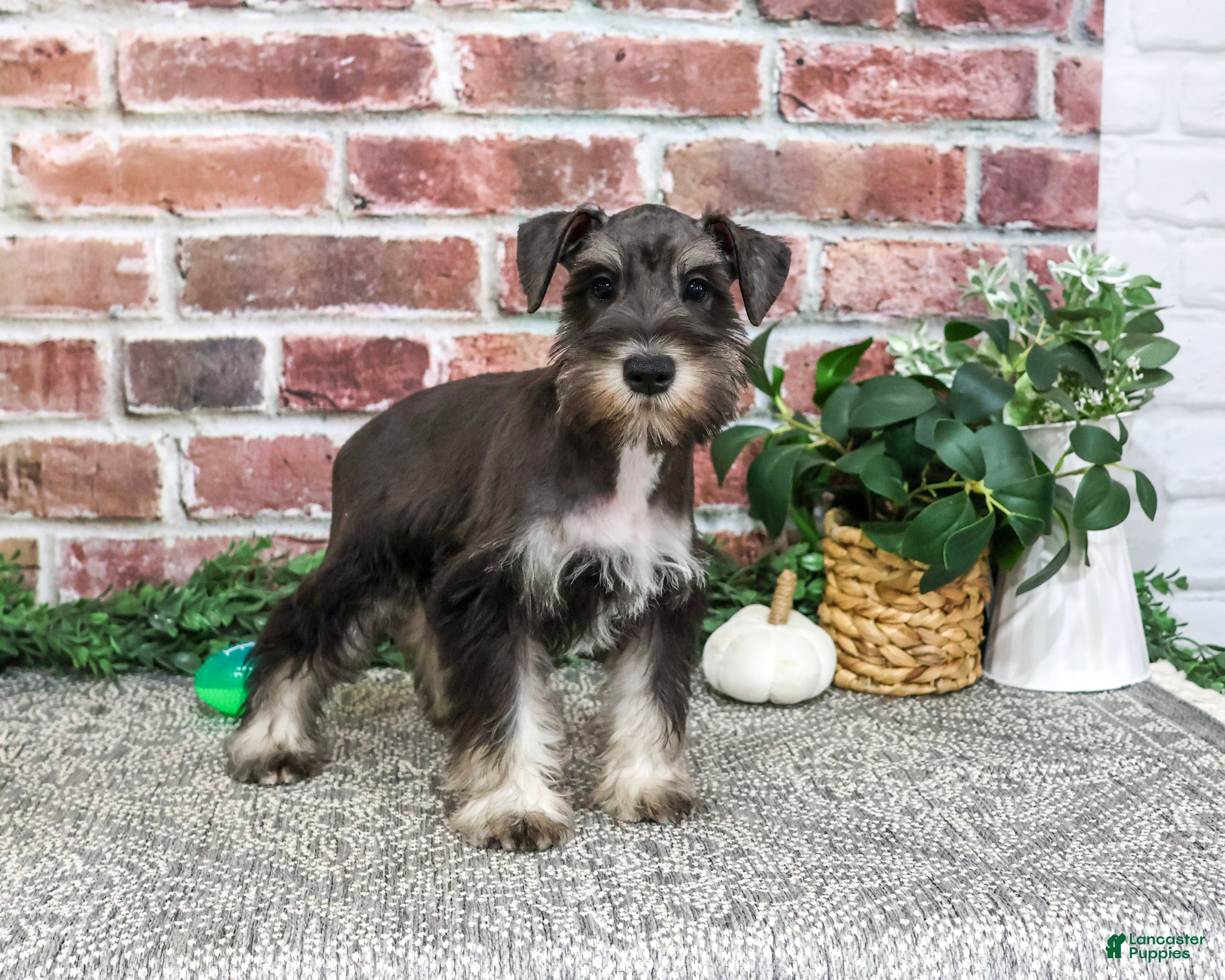Miniature Schnauzer dogs for sale: Dawson - Ad 2
