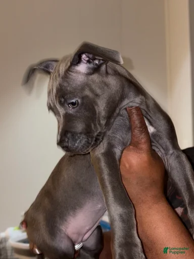 Gallery Image {{count}}