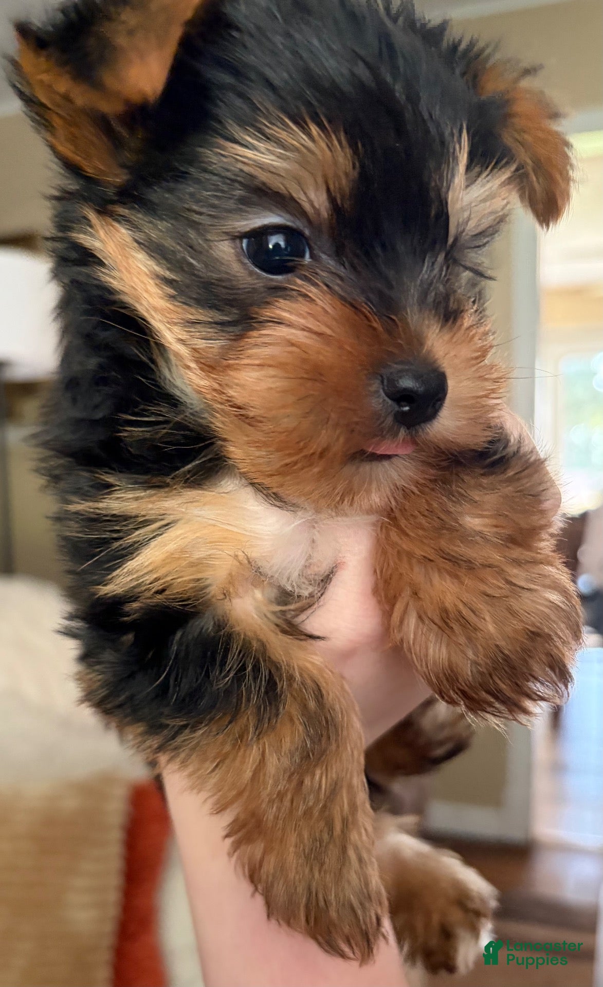 Yorkshire Terrier dogs for sale: Yorkshire Terrier Parti Male Puppy - Ad 1