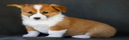 Welsh Corgi Pembroke dogs for sale: Butter - Ad 6