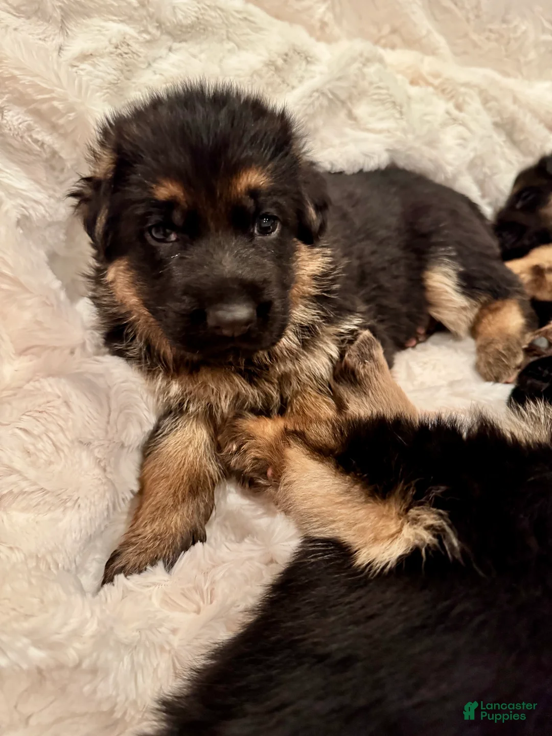 German Shepherd dogs for sale: German Shepherd Puppy 6 - Ad 9
