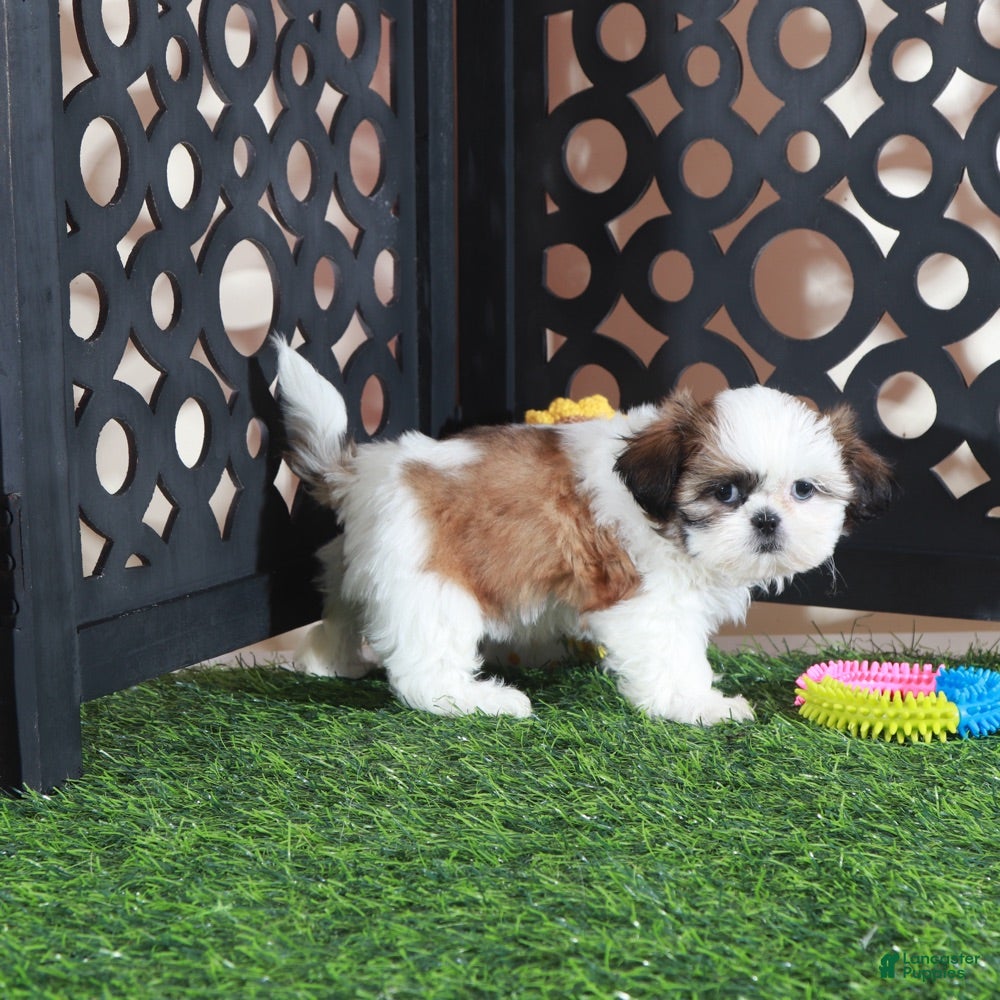 Shih Tzu dogs Bridget Gorgeous Imperial Shih-tzu - Ad 1