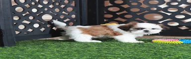 Bridget Gorgeous Imperial Shih-tzu