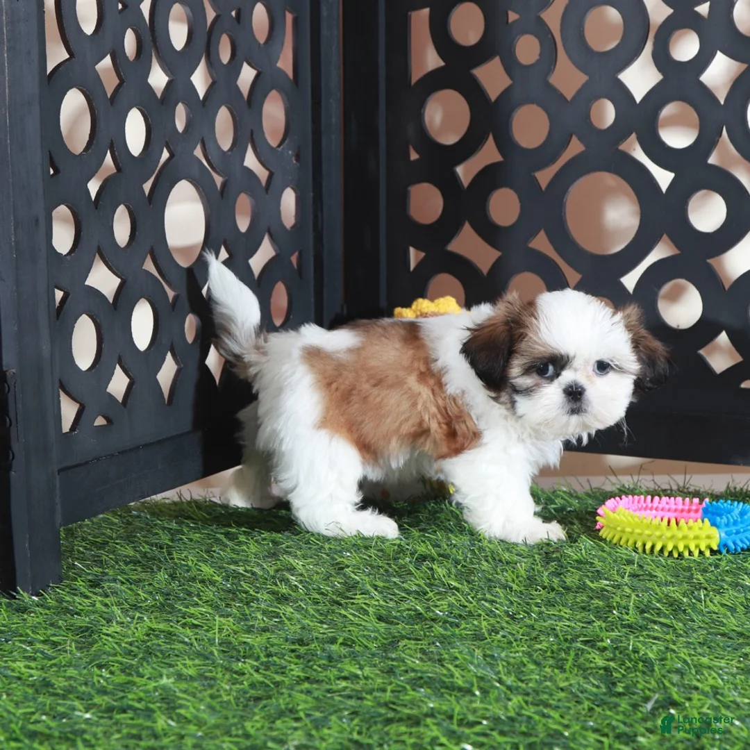Shih Tzu dogs for sale: Bridget Gorgeous Imperial Shih-tzu - Ad 1