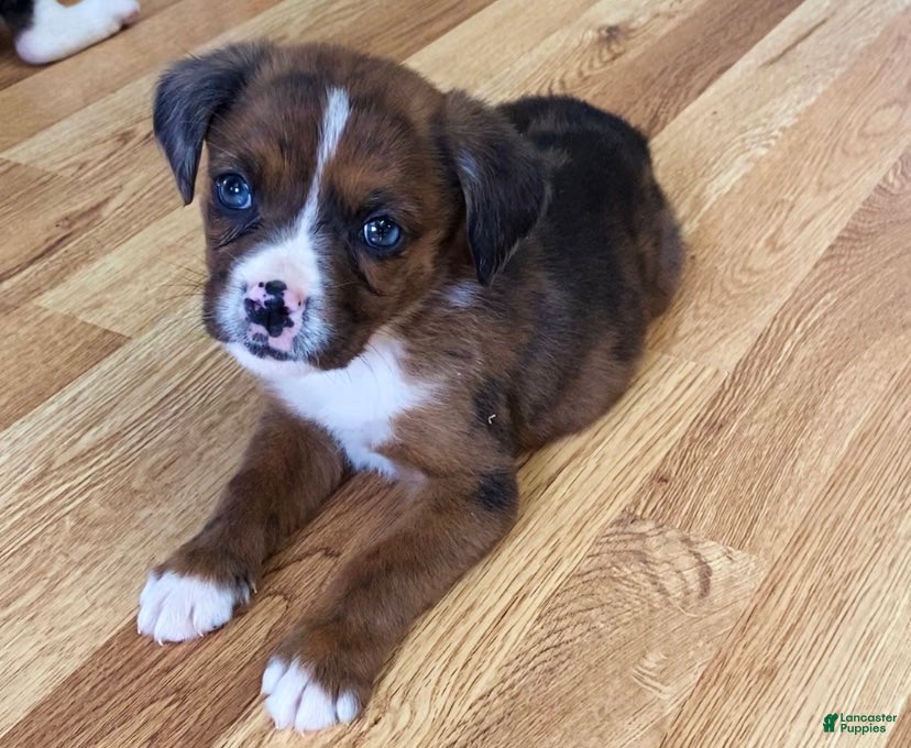 Mixed Breed dogs Lani - Ad 25