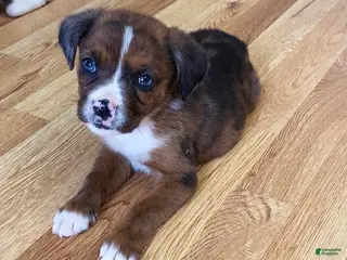 Mixed Breed dogs Lani - Ad 25