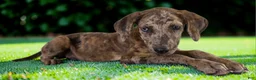 Catahoula Leopard Dog dogs for sale: Tigger 2026 Female 3 - Ad 9