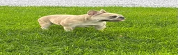 French Bulldog dogs for sale: Mila - Ad 3