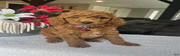 Mini Goldendoodle dogs for sale: Rosie - Ad 3