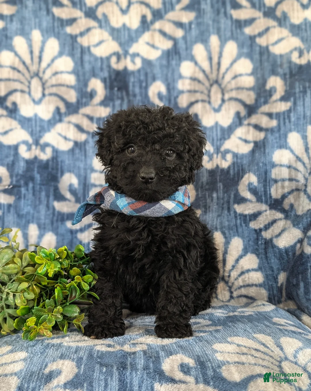 Cockapoo dogs for sale: Jarod Hypoallergenic - Ad 1