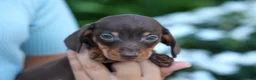 Miniature Dachshund dogs for sale: Zippy🐾 - Ad 7