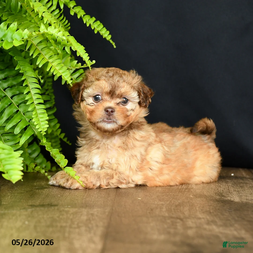 Mixed Breed dogs for sale: Foxy Loxy - Ad 2
