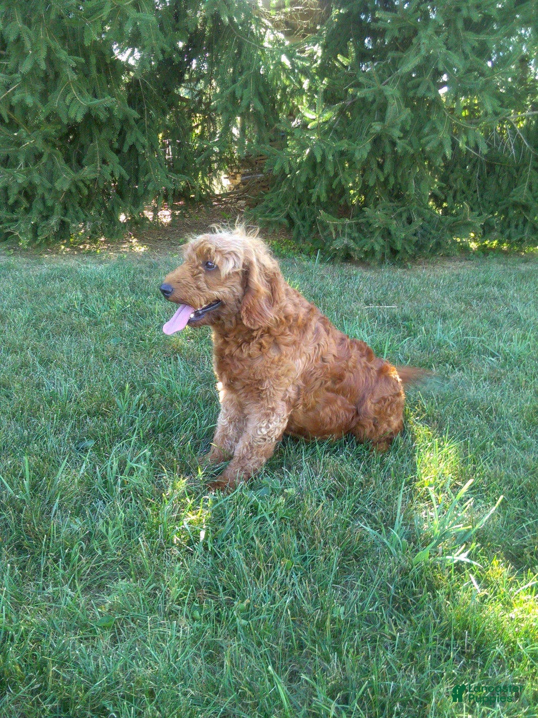 Mini Goldendoodle dogs for sale: Turbo - Ad 6