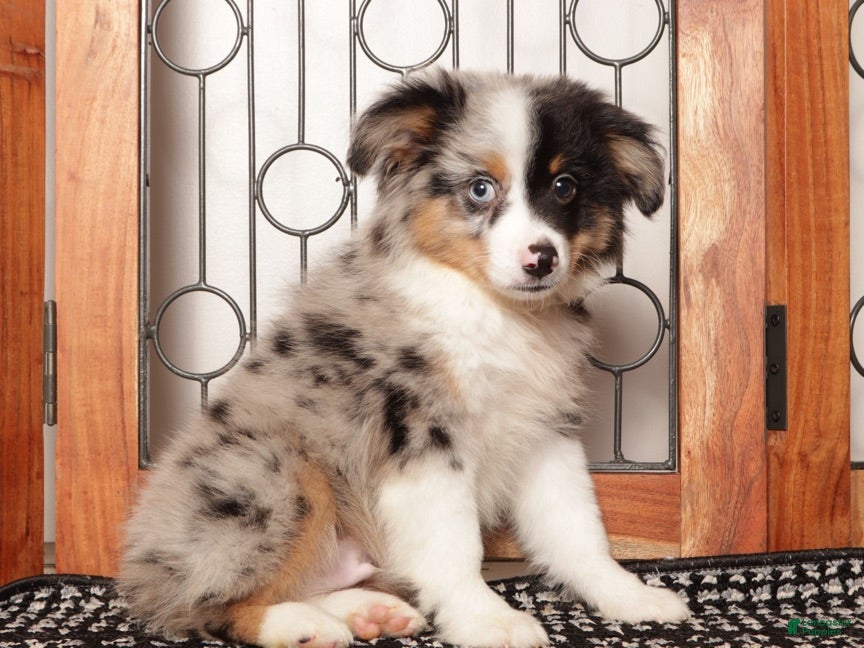 Miniature Australian Shepherd dogs Miniature Australian Shepherd 2 - Ad 2