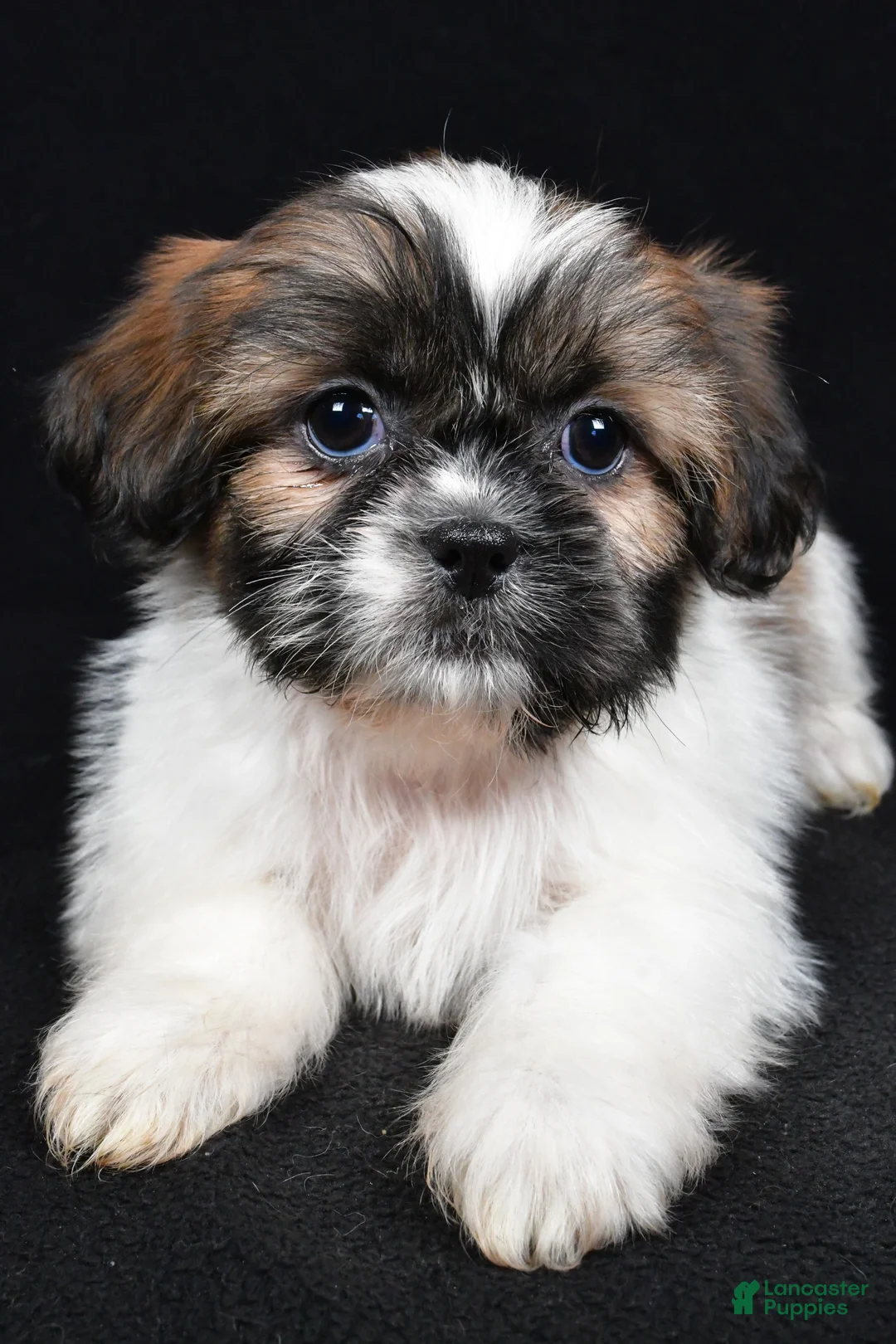 Shih Tzu dogs for sale: Bailey - Ad 6