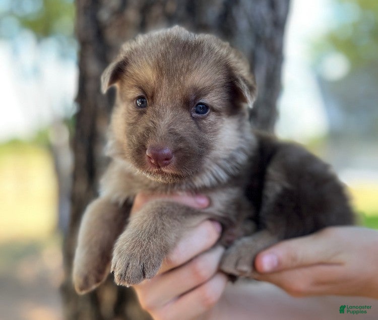 German Shepherd dogs cream liver  - Ad 17
