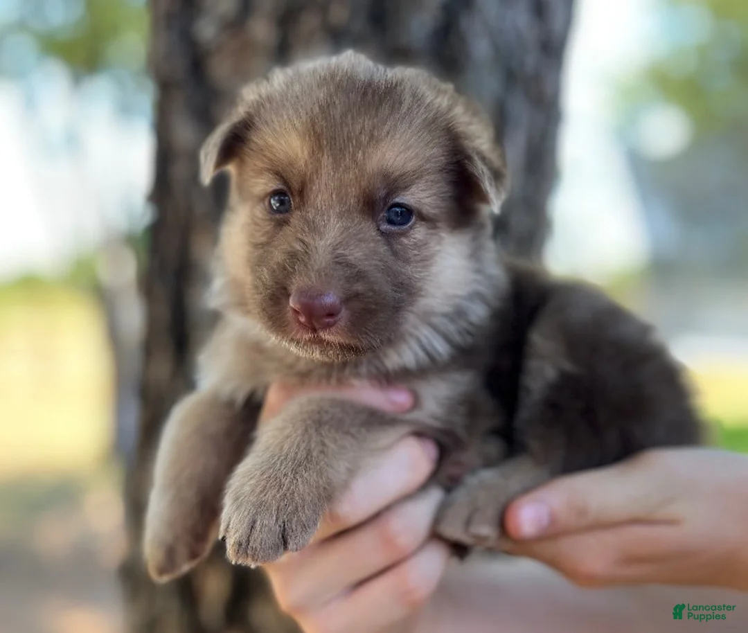 German Shepherd dogs for sale: cream liver  - Ad 1