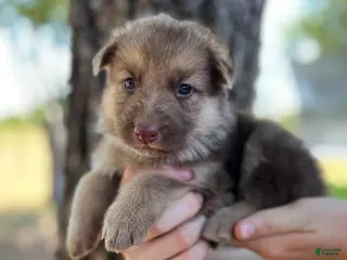 German Shepherd dogs cream liver - Ad 36