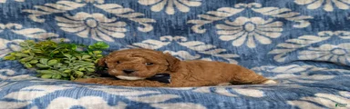 Scoobie