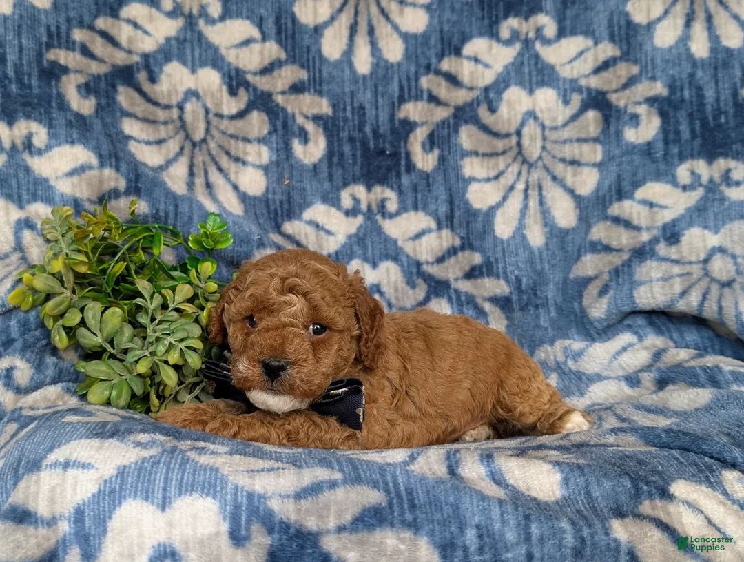 Miniature Poodle dogs for sale: Scoobie - Ad 1
