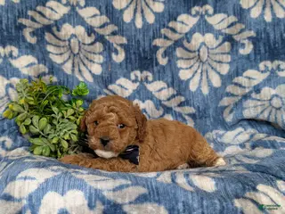 Miniature Poodle dogs for sale: Scoobie - Ad 3