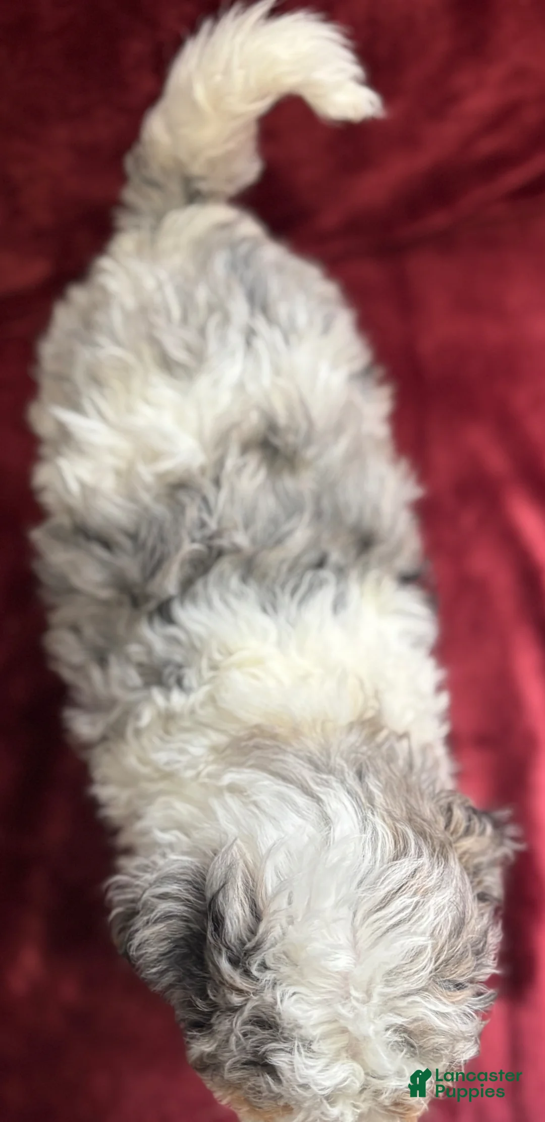 Mini Bernedoodle dogs for sale: Steele - Ad 6