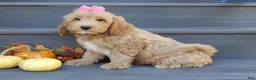 Mini Goldendoodle dogs for sale: Indy - Ad 4