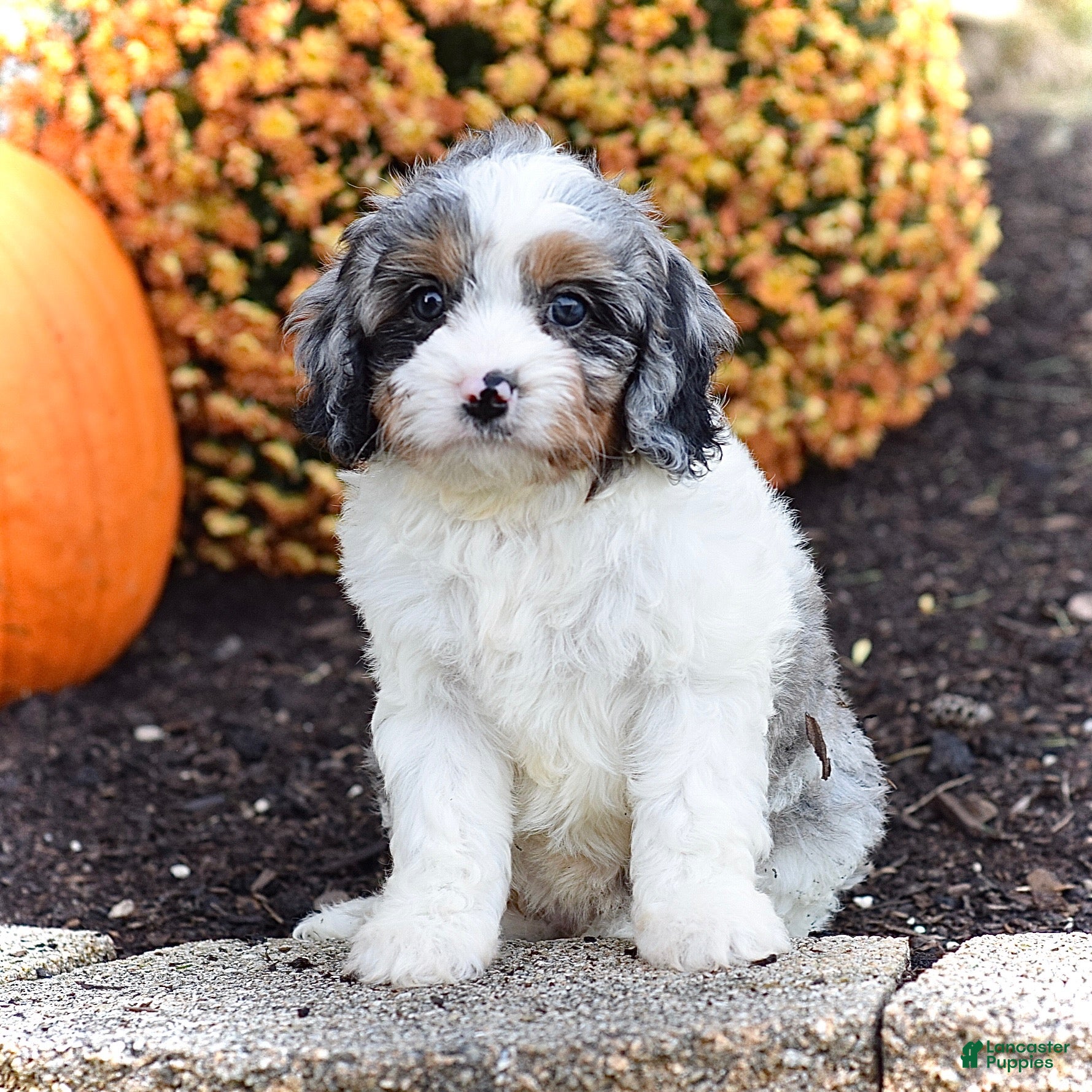 Cavapoo dogs Dixie - Ad 1
