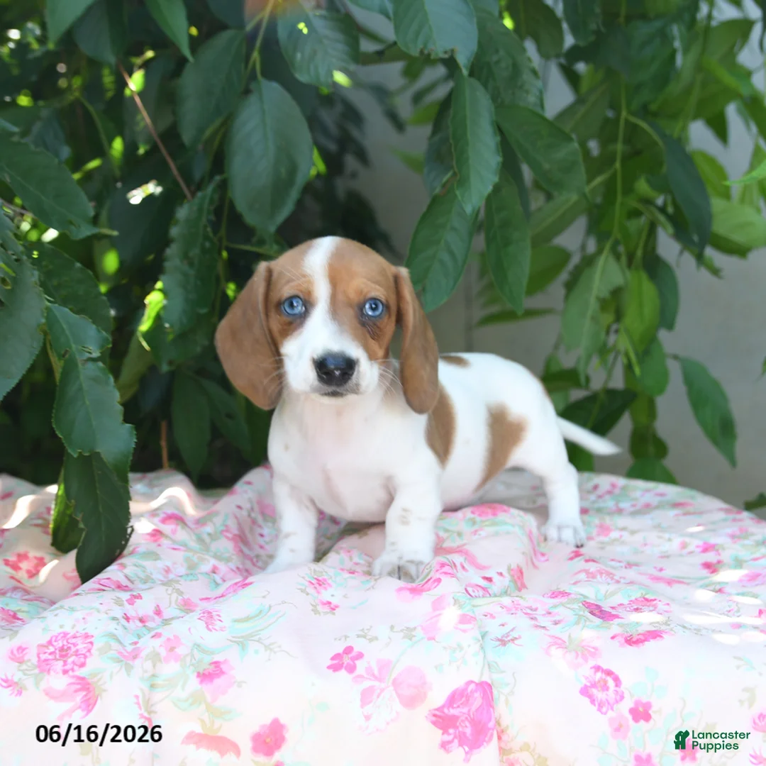 Miniature Dachshund dogs for sale: Whisper - Ad 2
