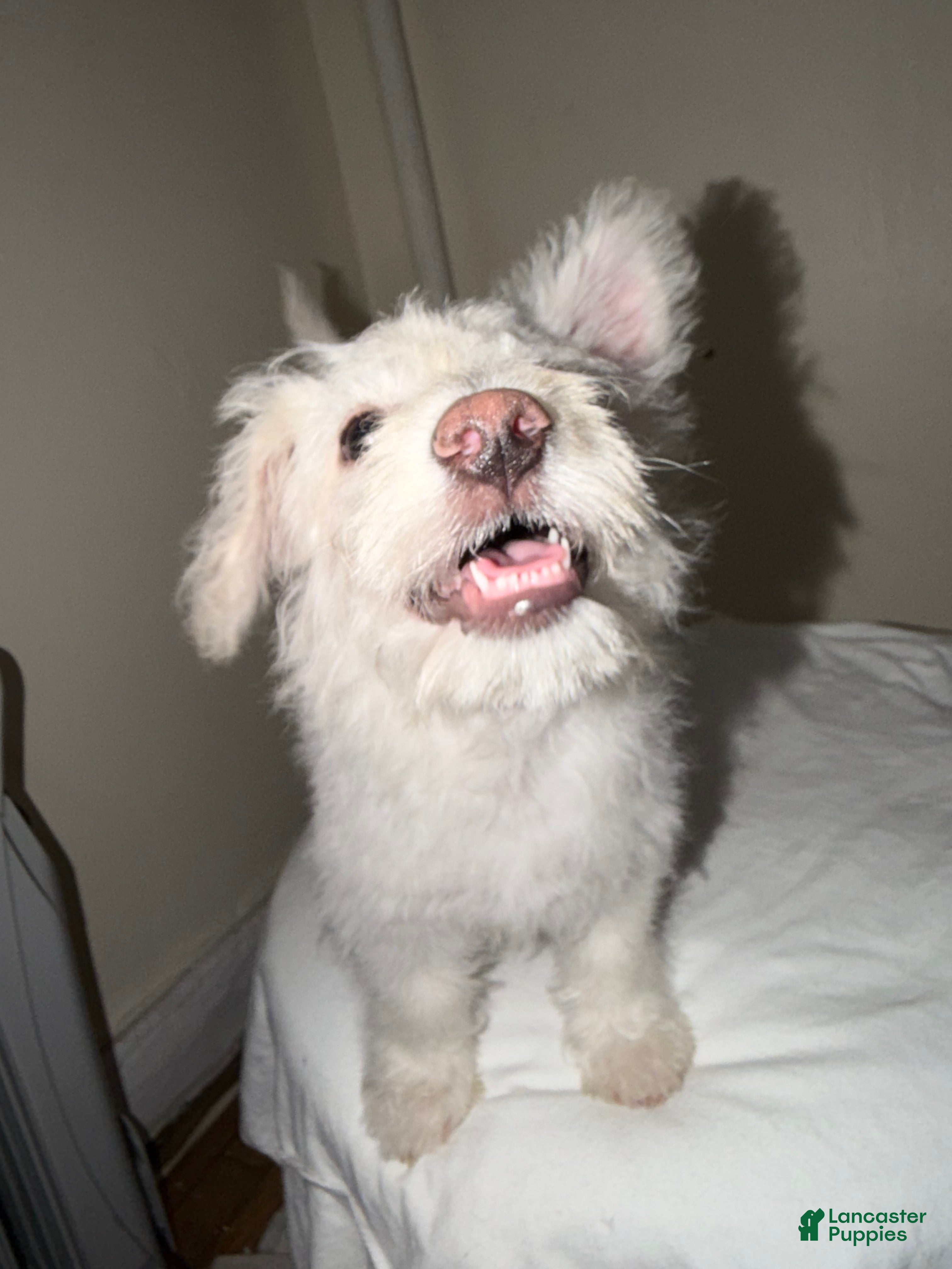 Westiepoo dogs Olaf - Ad 1
