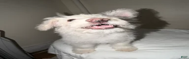 Olaf