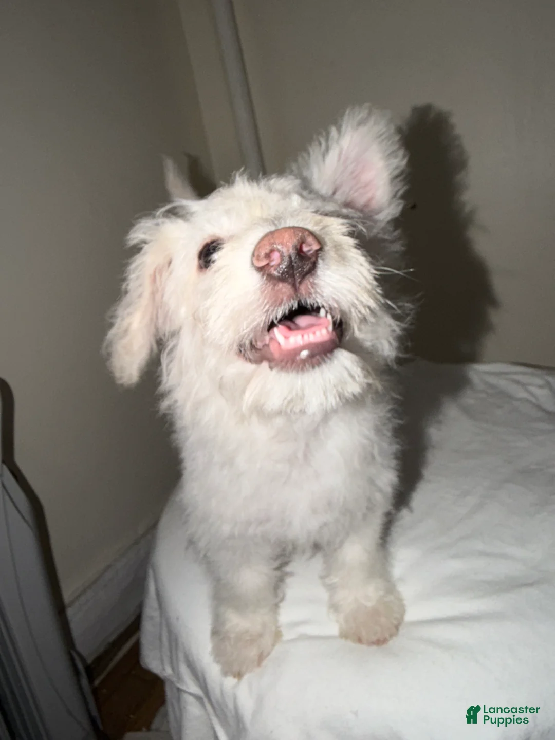 Westiepoo dogs for sale: Olaf - Ad 1