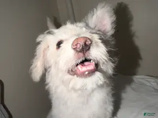 Westiepoo dogs for sale: Olaf - Ad 2