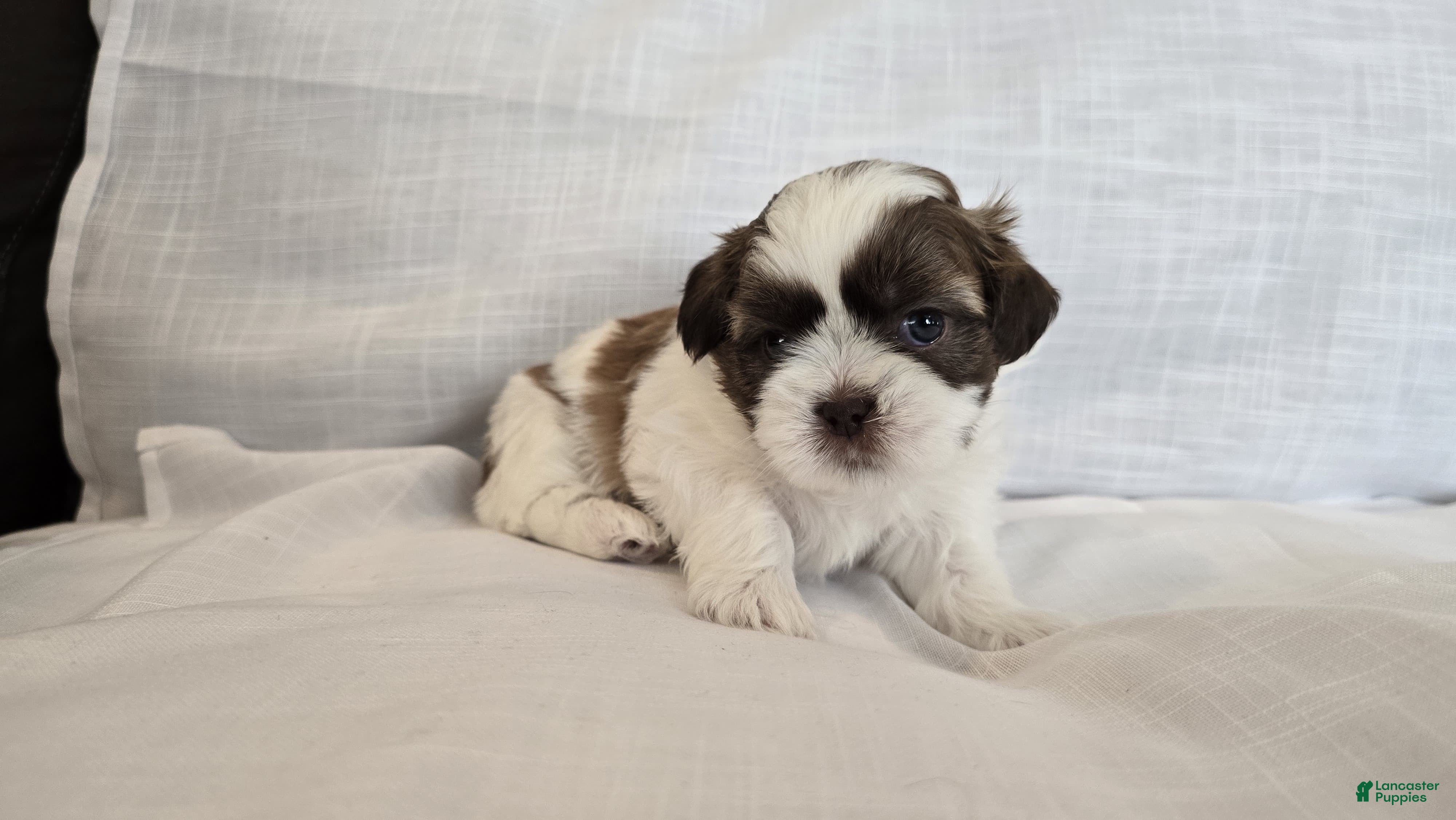 Shih Tzu dogs Nugget - Ad 2