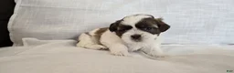 Shih Tzu dogs for sale: Nugget - Ad 2