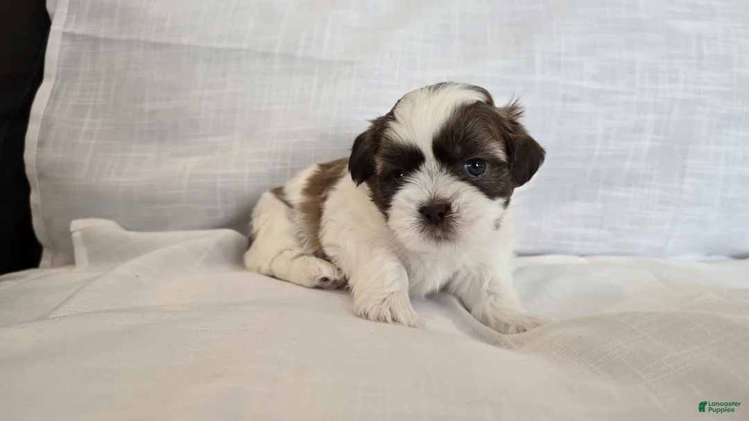 Shih Tzu dogs for sale: Nugget - Ad 2